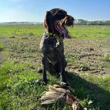 Hundträning jakthundar fågelhundar Norrbotten