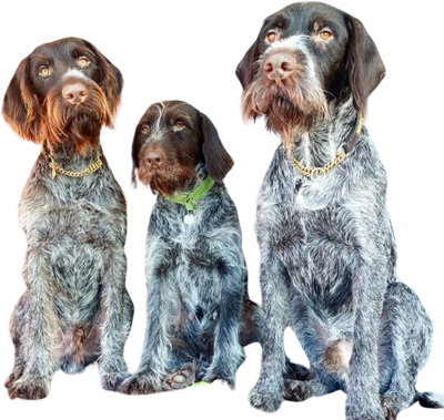 Kennelverksamhet och hundträning på Benjamingården