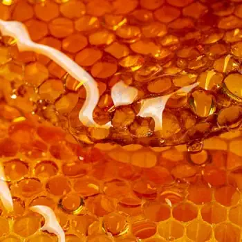 Jakt fågeljakt simulerad jakt