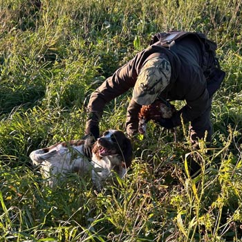 Hundträning Norrbotten Tornedalen fågelhundar